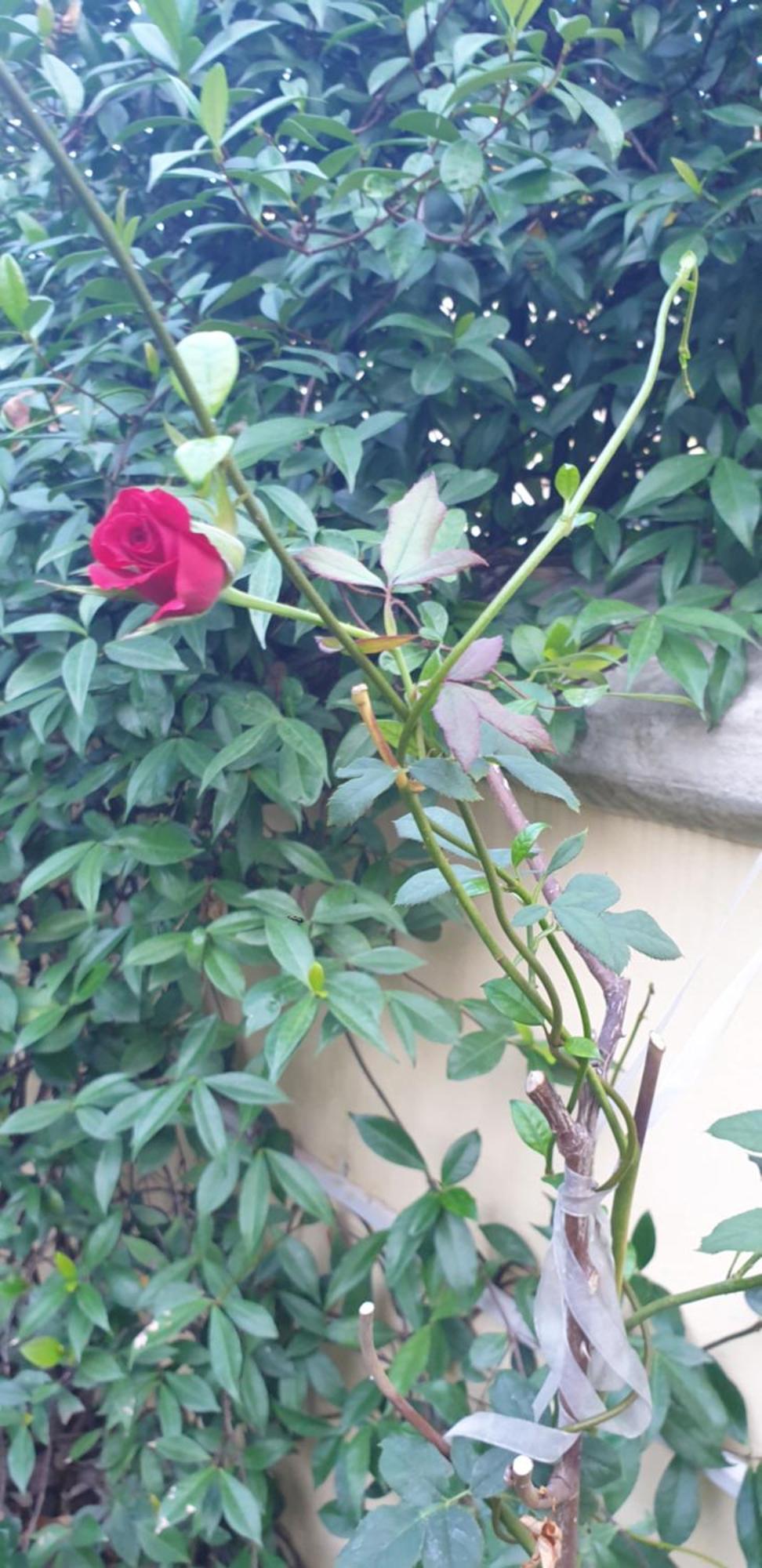 Relais Villa Montedonzelli Napoli Bagian luar foto
